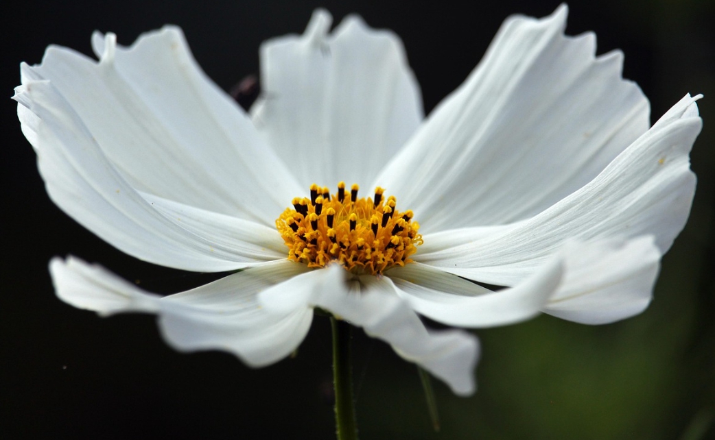 가을에 피는 꽃 종류 코스모스