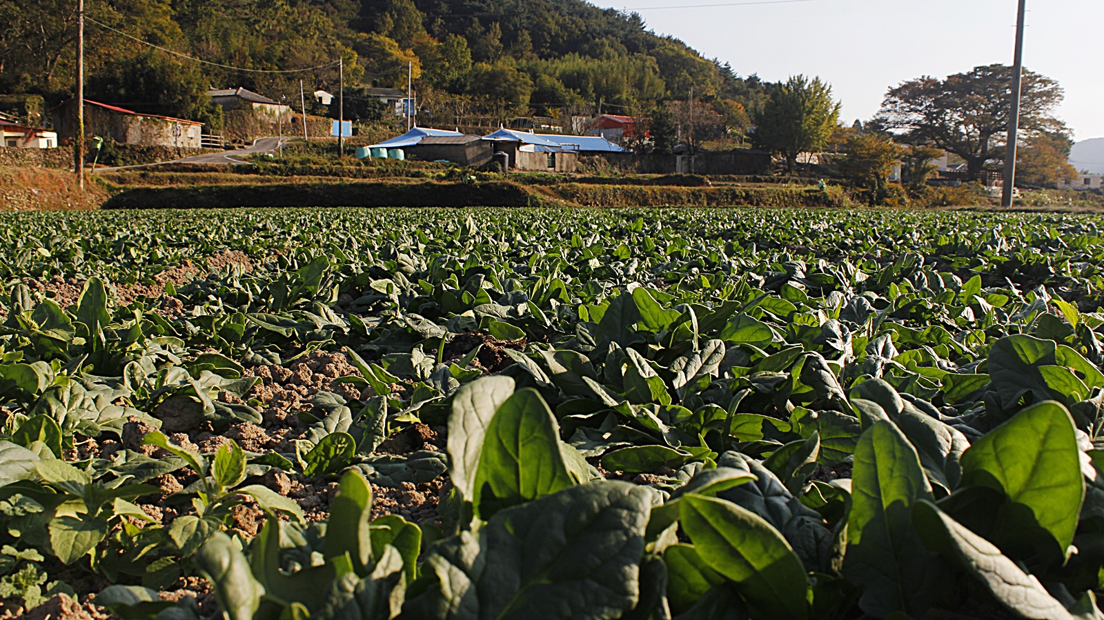 시금치 밭
