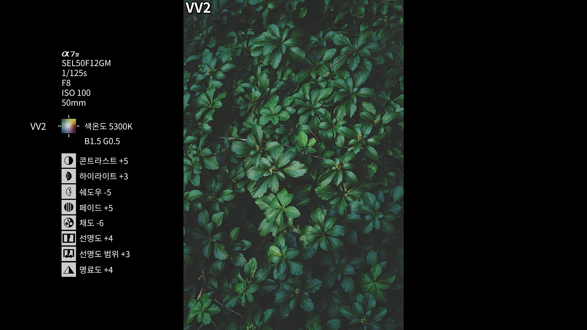 VV2 룩으로 촬영한 식물