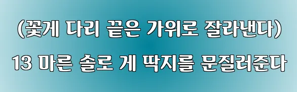  (꽃게 다리 끝은 가위로 잘라낸다) 13 마른 솔로 게 딱지를 문질러준다