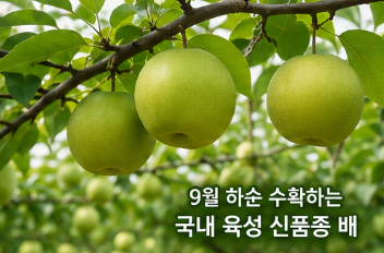 그린시스 배 정체는? 전참시 이영자 초록배 가격·구매처 총정리2