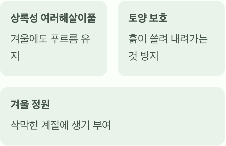사계절 푸른 잎, 겨울 정원의 수호자