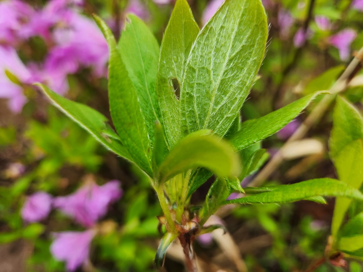 산철쭉