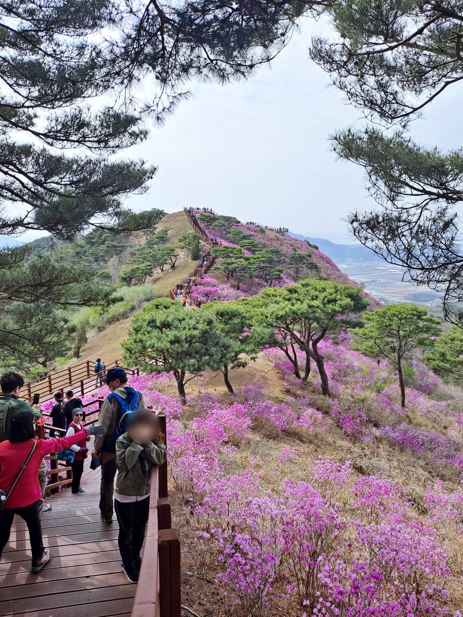 화사한 봄꽃 진달래 군락지