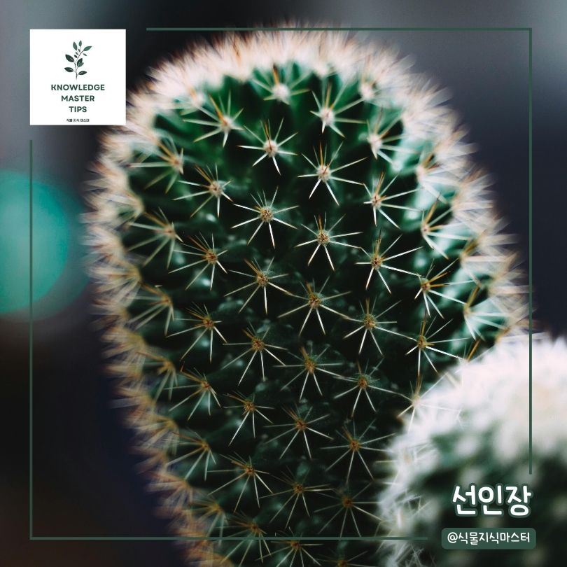 음지 식물 - 선인장