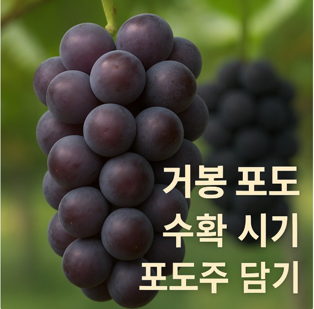 거봉포도