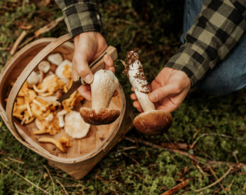 두통에 좋은 버섯