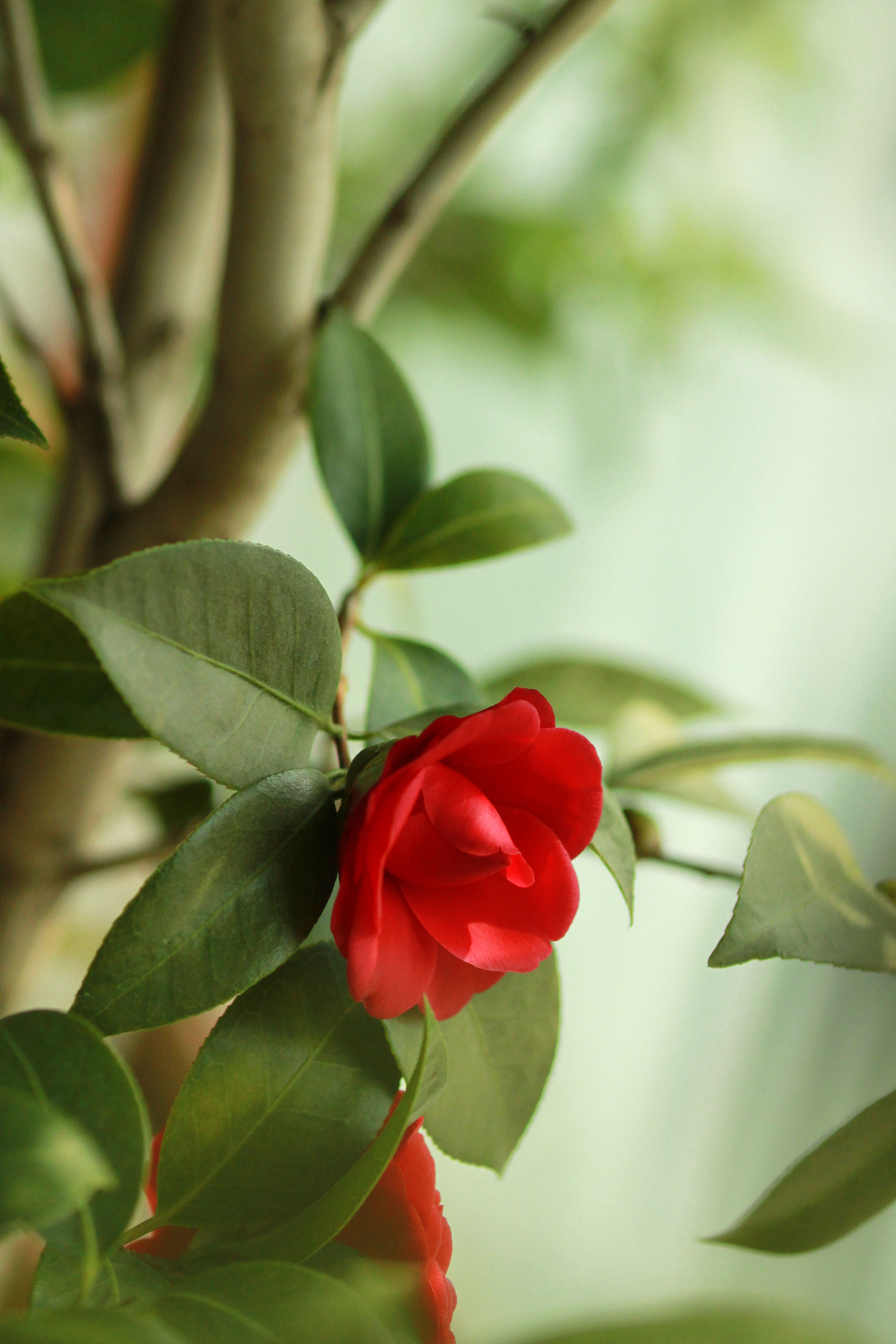 동백 꽃 무료 이미지