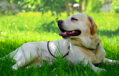 개의 열사병 증상.