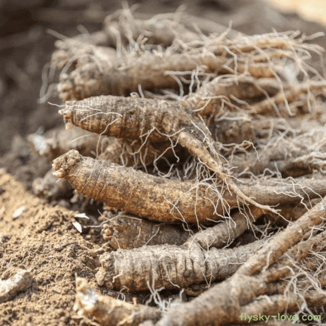 호흡기 질환에 좋은 겨울 제철 더덕