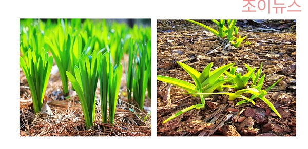 원추리의 특징과 섭취방법