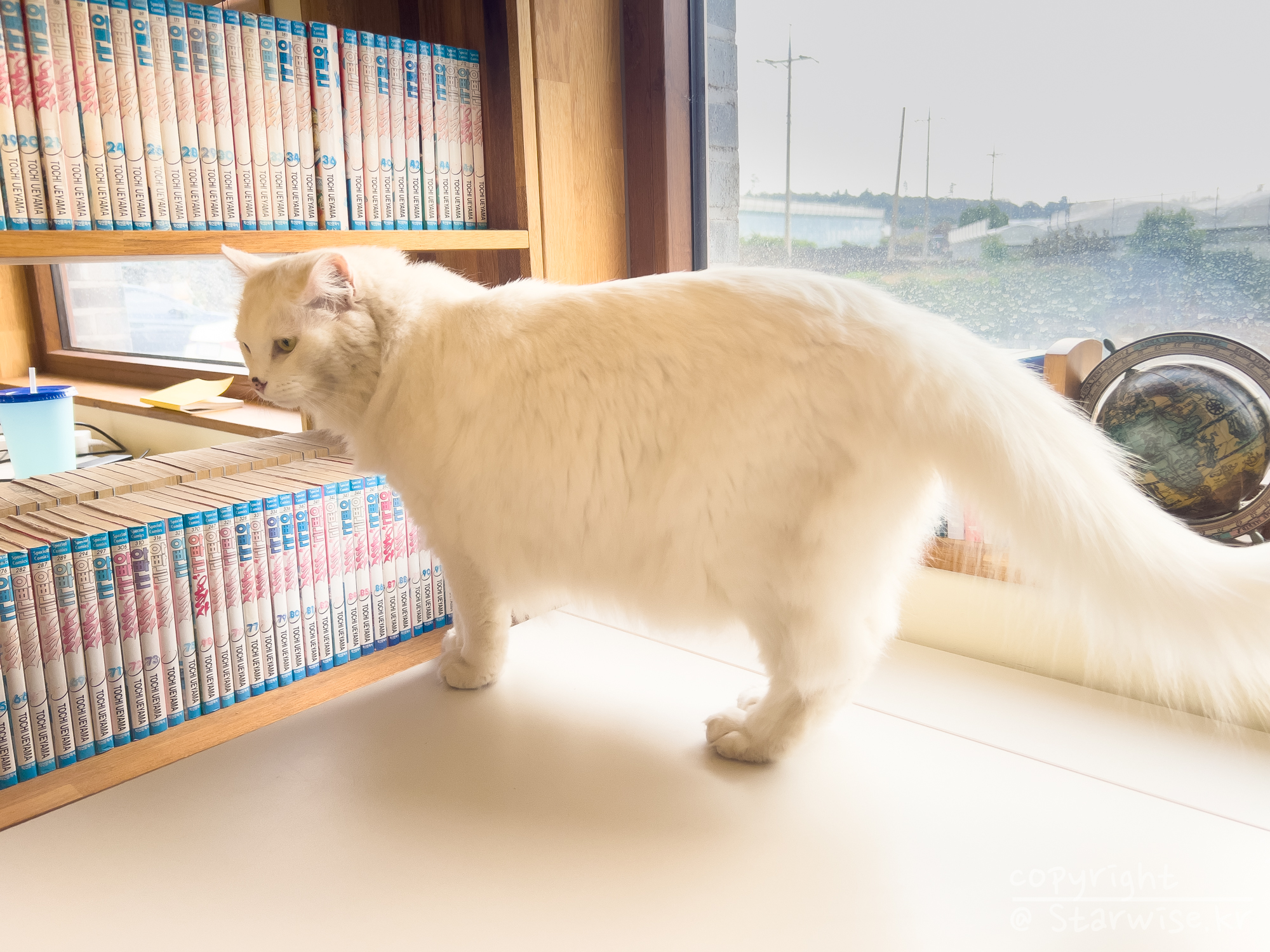 책상 위로 올라온 람이