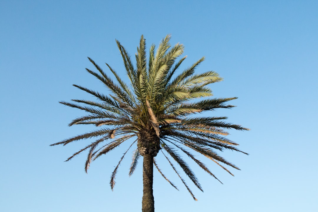 Saw palmetto