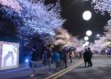 렛츠런파크 야경 벚꽃 축제
