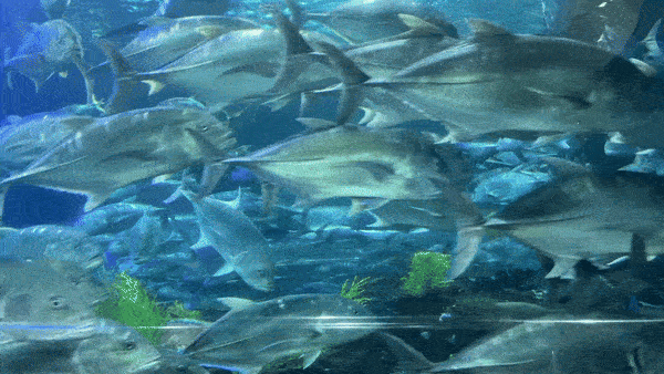 [나트랑 빈펄랜드 후기] 빈원더스 입장권, 케이블카, 워터파크, 지도등 총정리