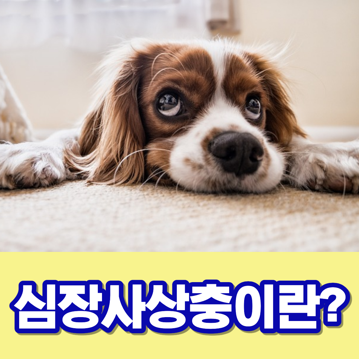 심장사상충이란?