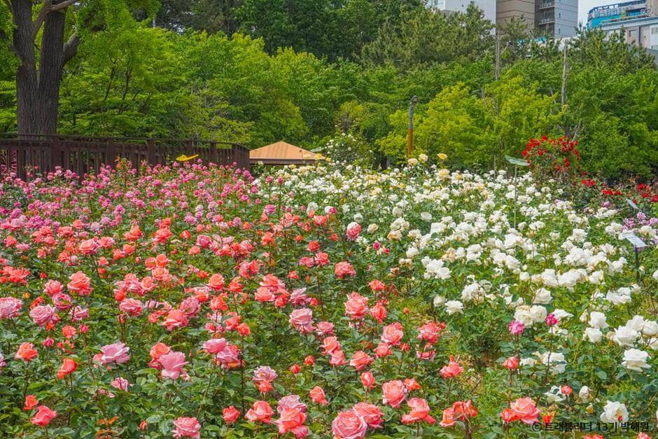 장미명소 부산 화명동 장미원