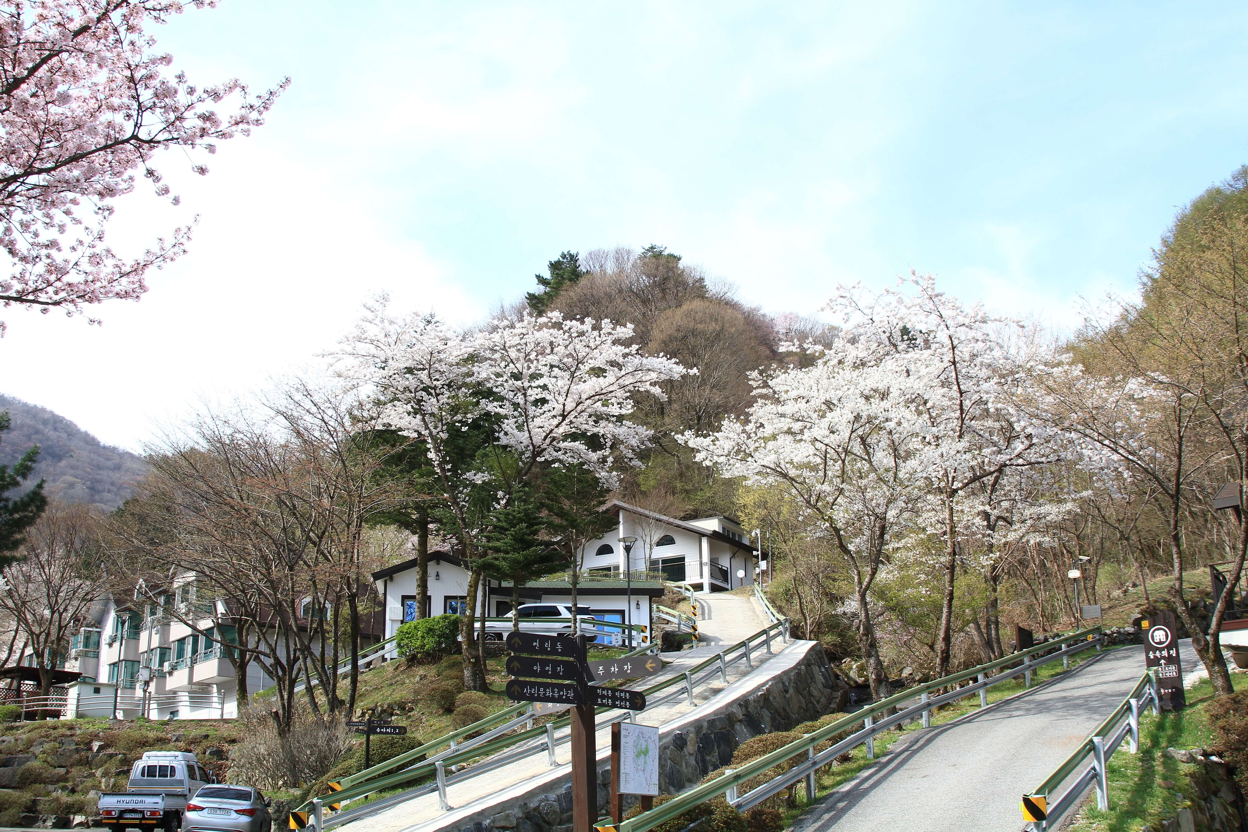 지리산 자연휴양림 온라인 예약하기 ❘ 숙소 야영장 캠핑장 실시간 예약 현황 보기 ❘ 경남 함양군