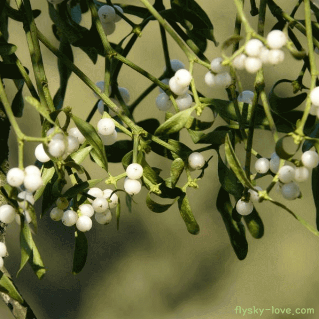 천연 항암 약초 겨우살이