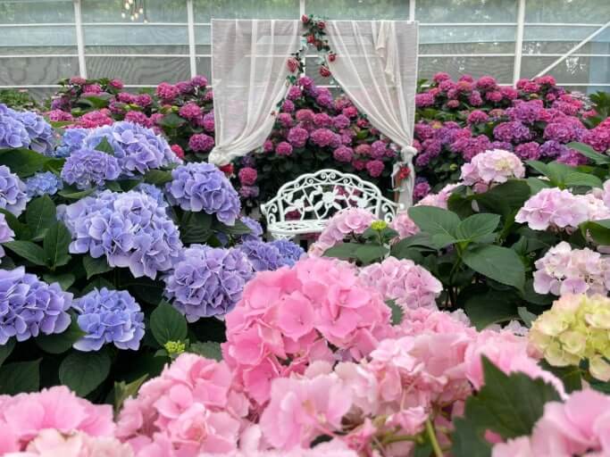 2025 화담숲 여름 수국축제 일정 및 꿀팁 총정리 사진