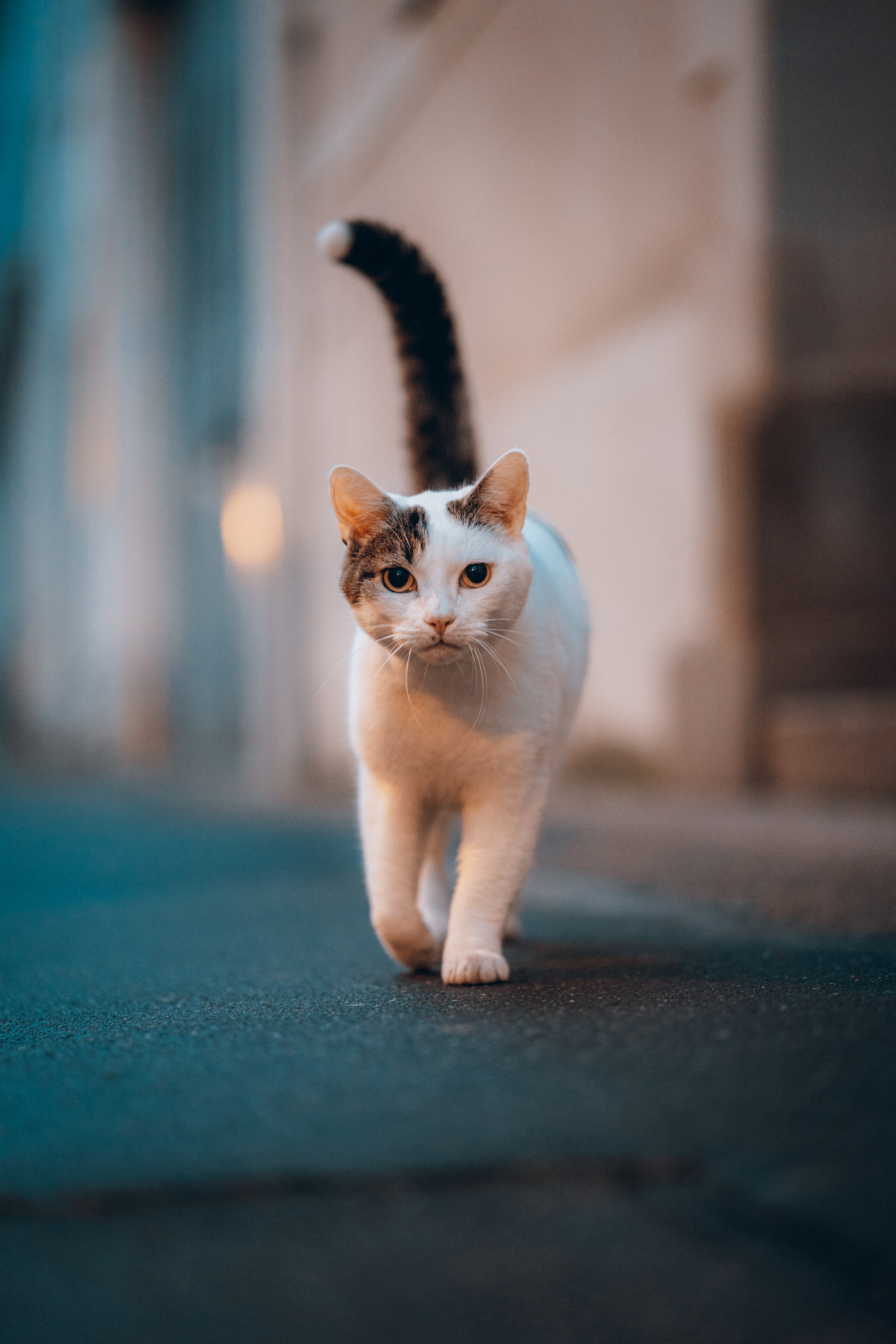 길고양이