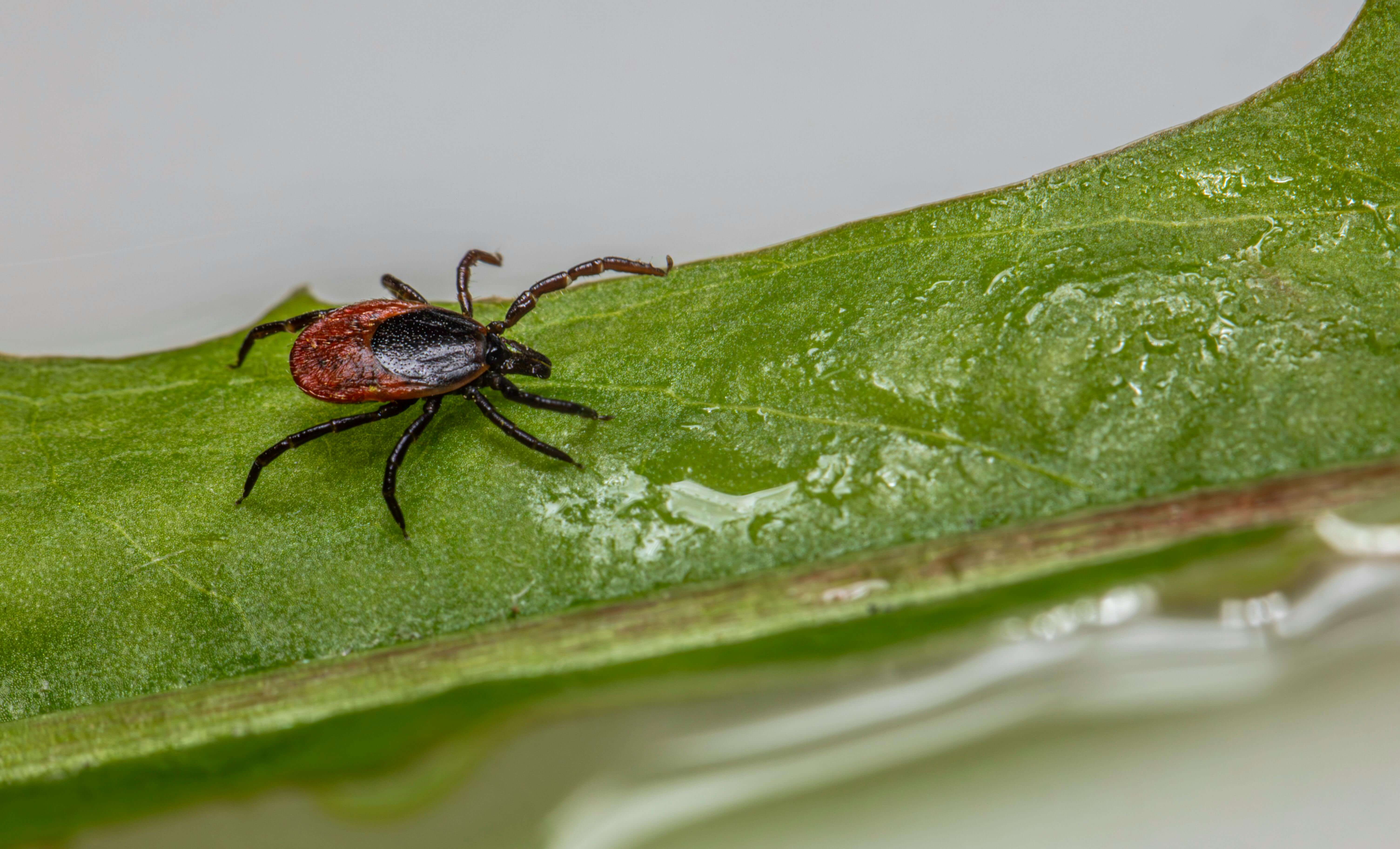 진드기 물림 증상 총정리: 가려움부터 치명적 질환까지 꼭 알아야 할 정보