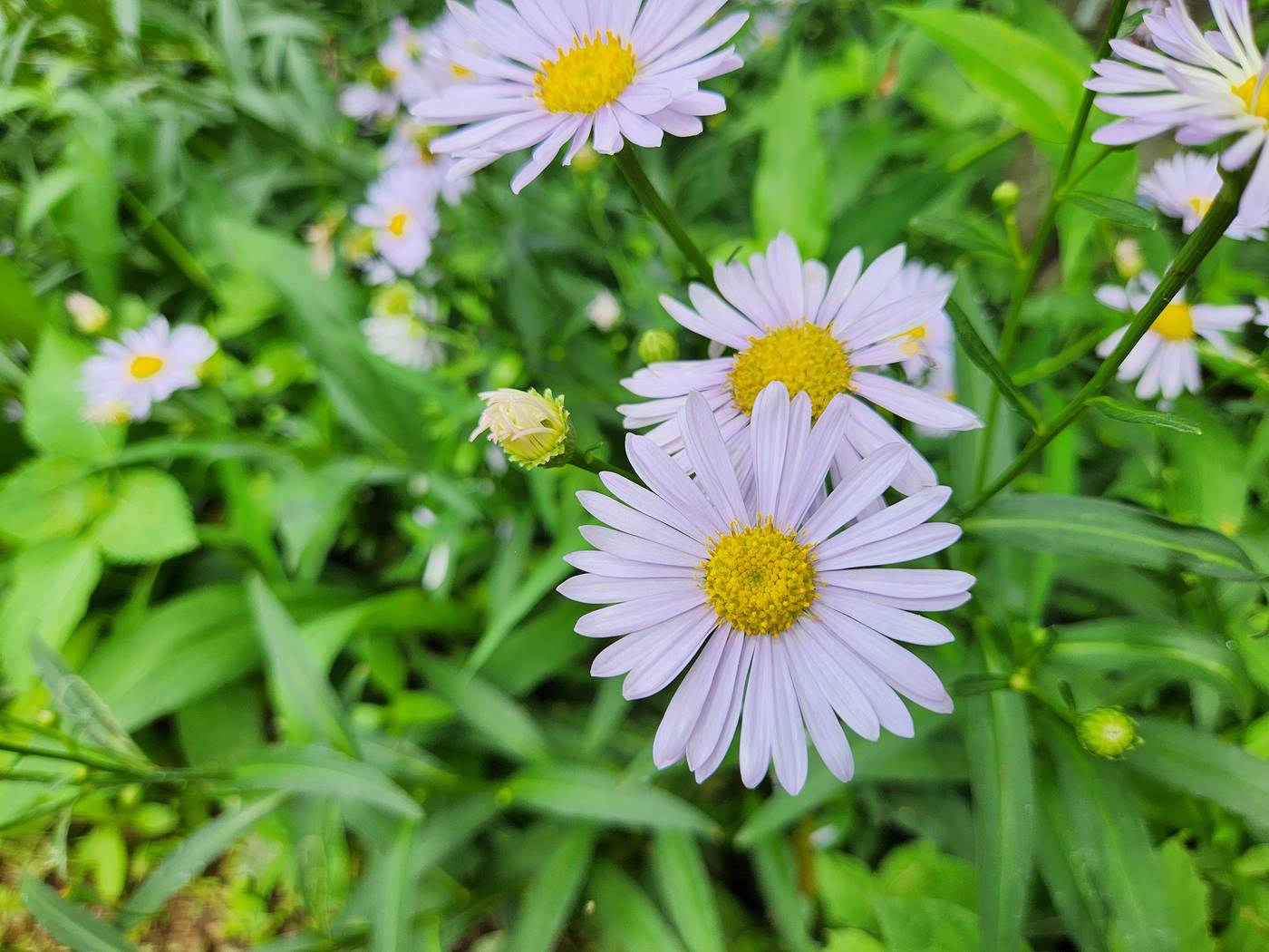 벌개미취 Korea Daisy