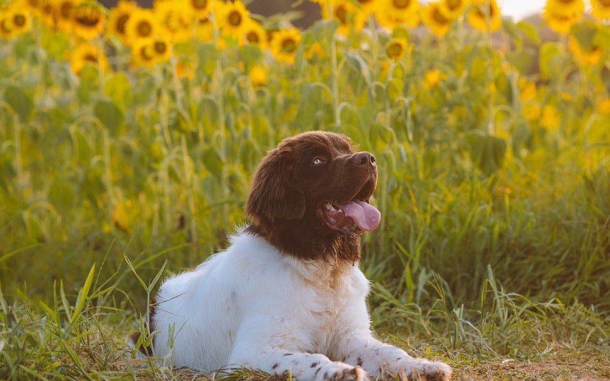 강아지가 주의해야 할 봄꽃 리스트