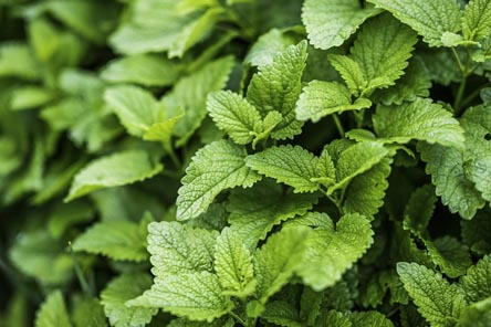 기름진음식-좋은차-레몬밤잎