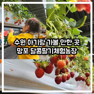 수원 아기랑, 망포 달콤딸기체험농장