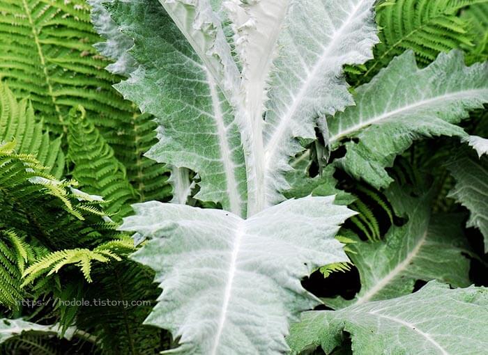 엉겅퀴-잎-소리