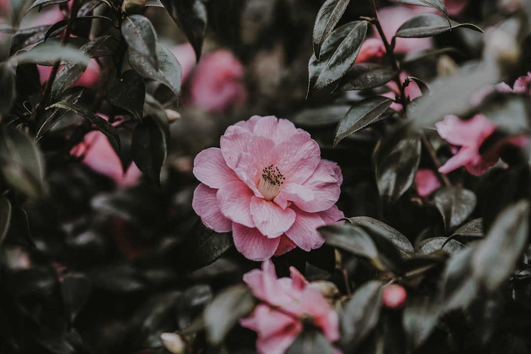 Camellia