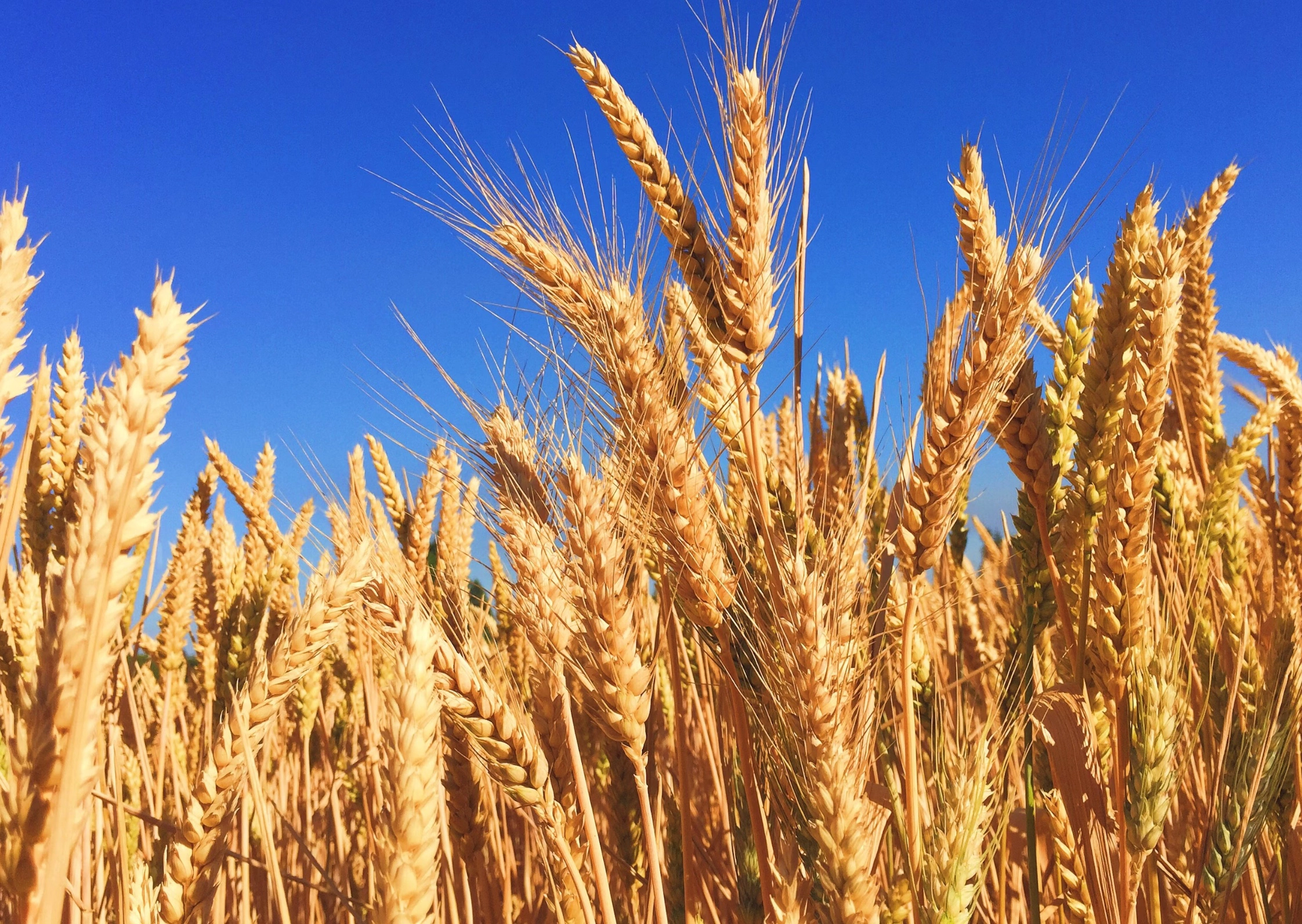 볶은 보리차 끓이는법