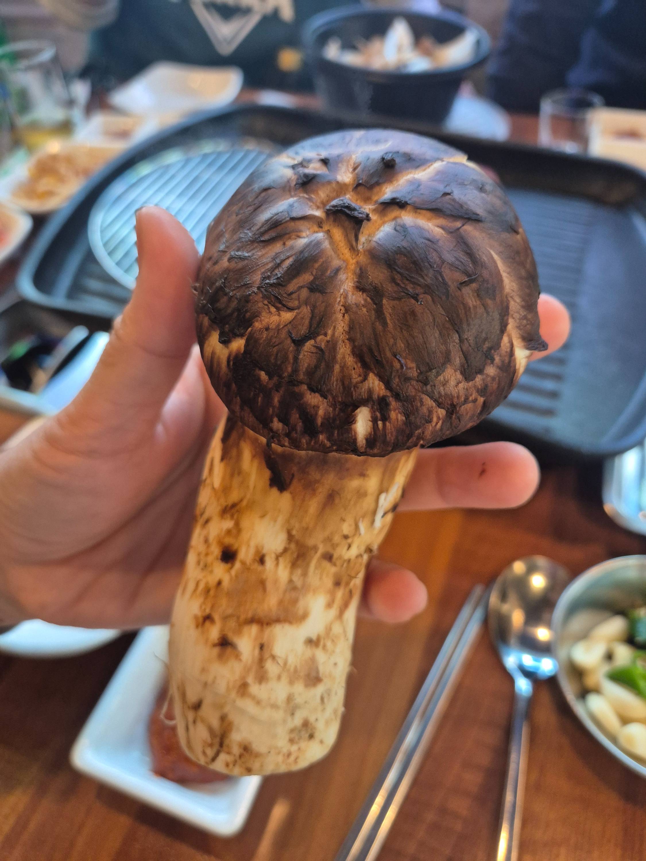 양양 송이버섯 가격 2025 실시간 시세|올해 왜 이렇게 비쌀까? 산지 직송 정보 총정리