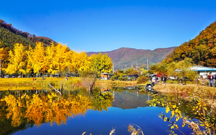 괴산 문광저수지 은행나무길