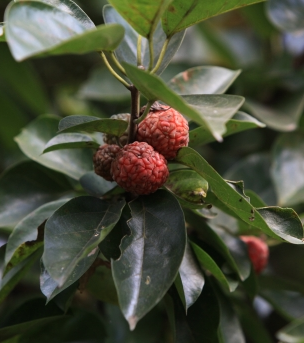 꾸지뽕나무 열매1