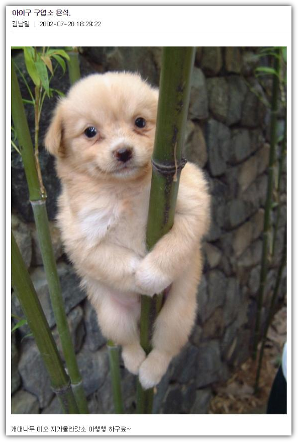 디시인사이드 대표 게시물, 개죽이