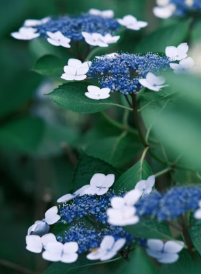 조회수 떡상 보장! 인스타그램 벚꽃 릴스 감성 오디오 음원 리스트 총정리