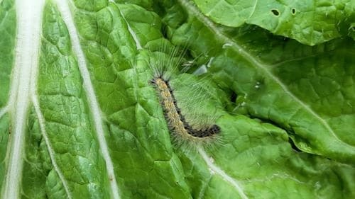 배추-가을배추-김장배추-재배-미국흰불나방-병충해-증상-방제법