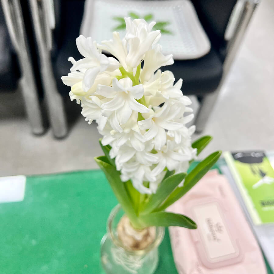 일주일후-만개-모습