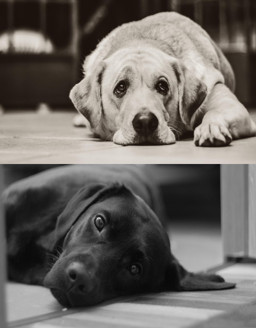 슬픈-아픈-골드리트리버-검은개