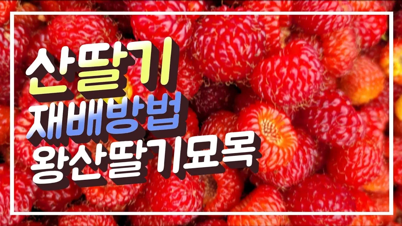 산딸기 재배 번식 방법 포트 묘 심기 잡초 관리_2