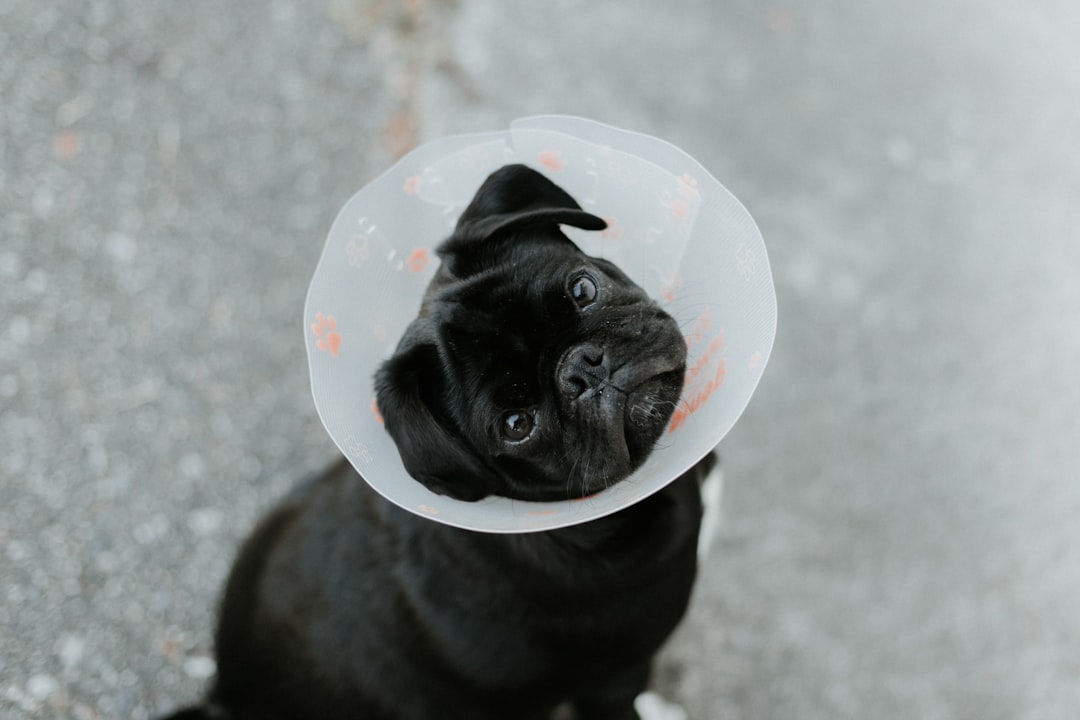 vet