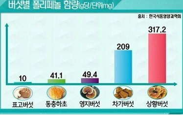 버섯별폴리페놀함량