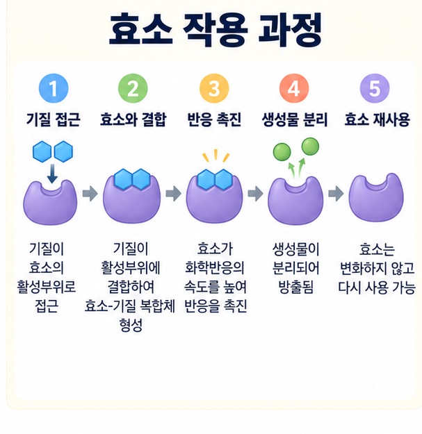 효소가 기질과 결합해 반응을 돕고 생성물이 떨어져 나오는 과정을 설명한 이미지