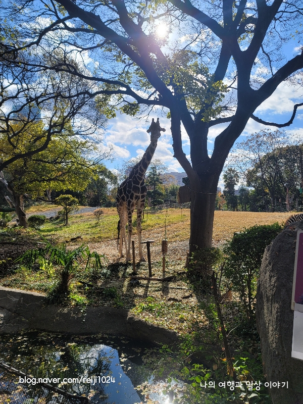 기린