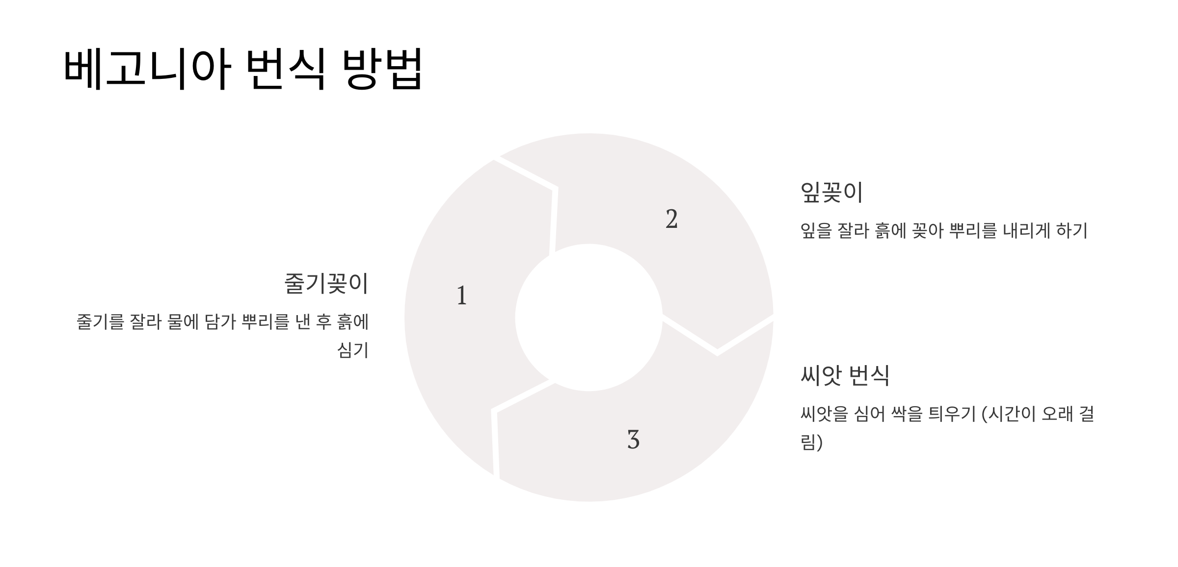 베고니아 꽃 사진