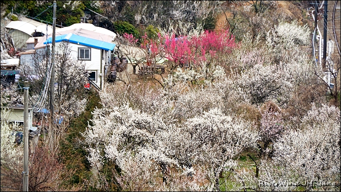 원동매하화 순매원
부산근교 원동매하화 순매원
