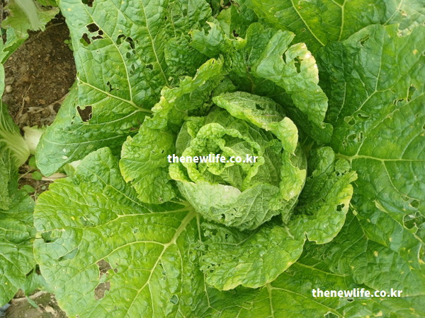 항산화 작용을 하는 베타카로틴이 풍부한 배추의 짙은 녹색 겉잎 확대 실사진. 엽록소가 가득한 건강한 배추의 질감