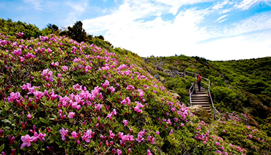 한라산 철쭉제 사진 이미지